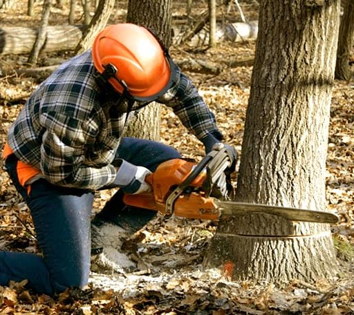 Tree Removal in Hartland, ME